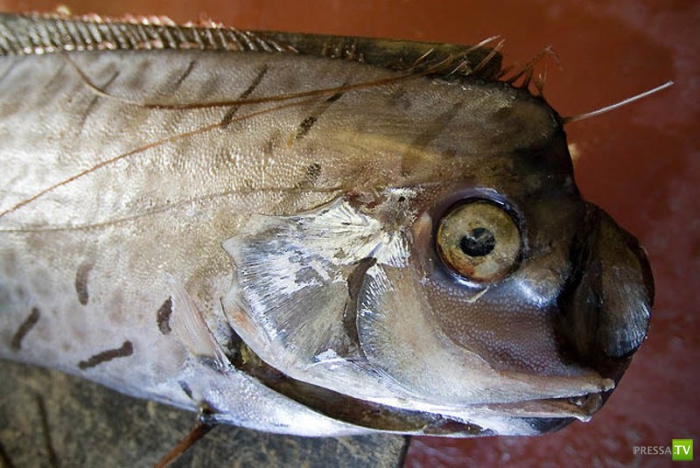 ������� ���� - ��������� ������ (10 ����)