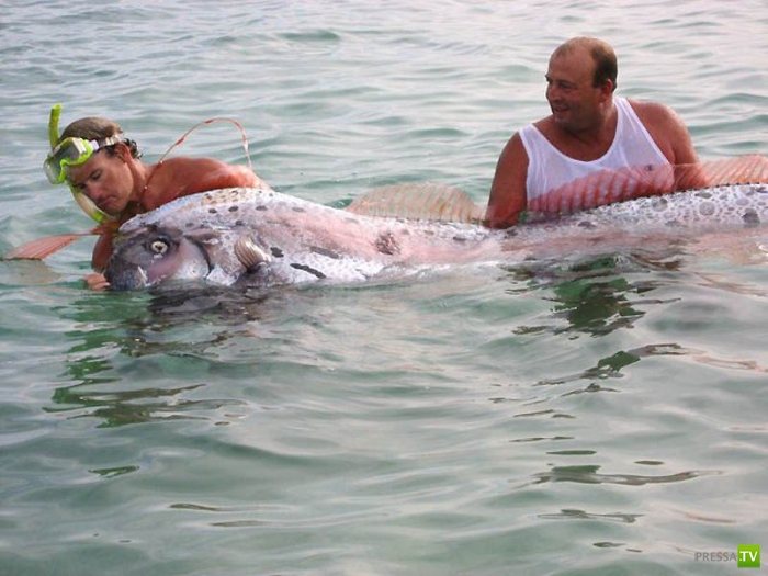 ������� ���� - ��������� ������ (10 ����)