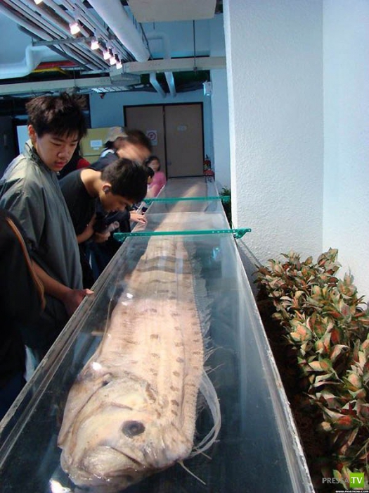 ������� ���� - ��������� ������ (10 ����)