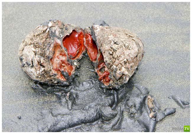 ������������ "�����" �� ������� ��� (3 ����)