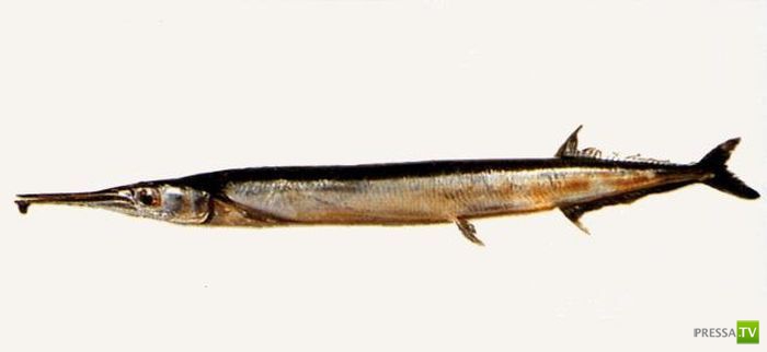 Рыбное мошенничество (13 фото) Рыбное мошенничество (13 фото)