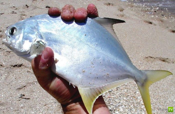 Рыбное мошенничество (13 фото) Рыбное мошенничество (13 фото)