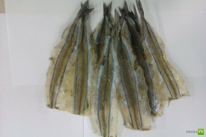 Рыбное мошенничество (13 фото) Рыбное мошенничество (13 фото)