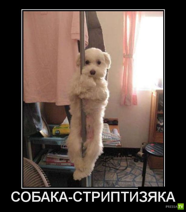 ������������ �� ����, ����� 11 (31 ����)