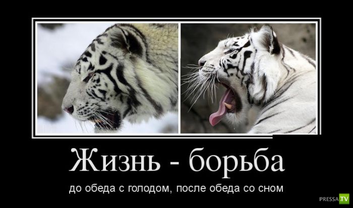 ������������ �� ����, ����� 11 (31 ����)