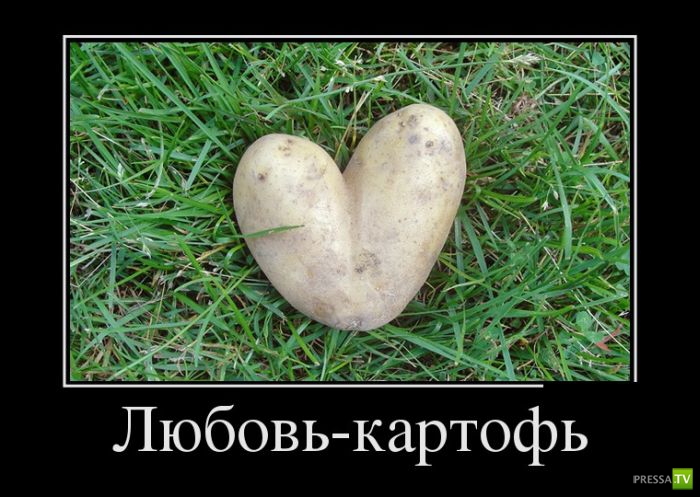 ������������ �� ����, ����� 11 (31 ����)