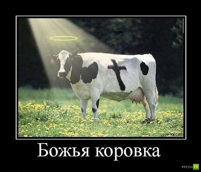 ������������ �� ����, ����� 12 (31 ����)