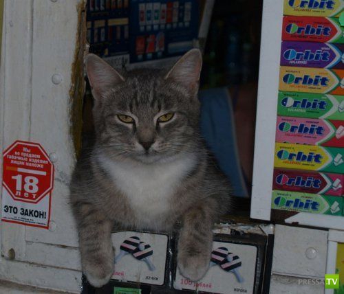 ���������� � ������� �������� (25 ����)