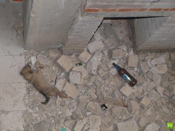 Девица из Татарстана убила щенка ради эротичной фотосессии (6 фото)