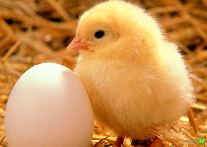 ����������� ��� � ������� ��������� (11 ����)