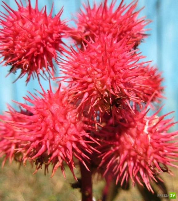 ����������� ��� � ������� ��������� (11 ����)