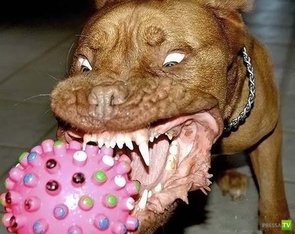 ��������� ������� (14 ����)