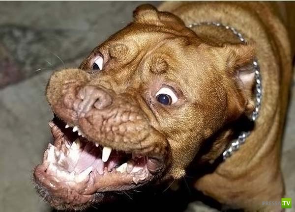 ��������� ������� (14 ����)