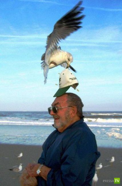 ������� ������� (39 ����)