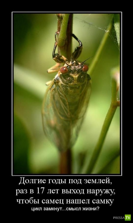 ������������ �� ������, ����� 10 (31 ����)