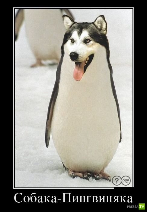 ������������ �� ������, ����� 11 (30 ����)