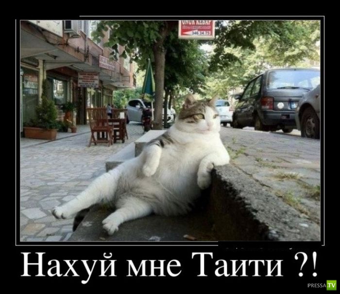 ������������ �� ������, ����� 14 (31 ����)