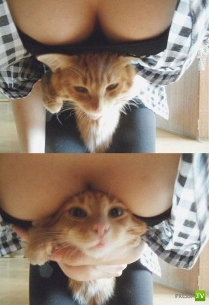 ���������� ����������, ������ 21 (82 ����)