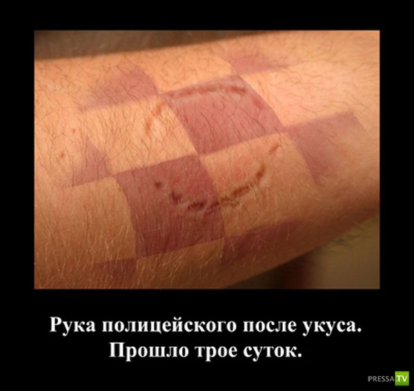 ������������ �� ������, ����� 18 (31 ����)