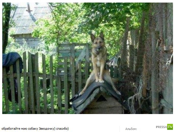 ������� ������� (44 ����)