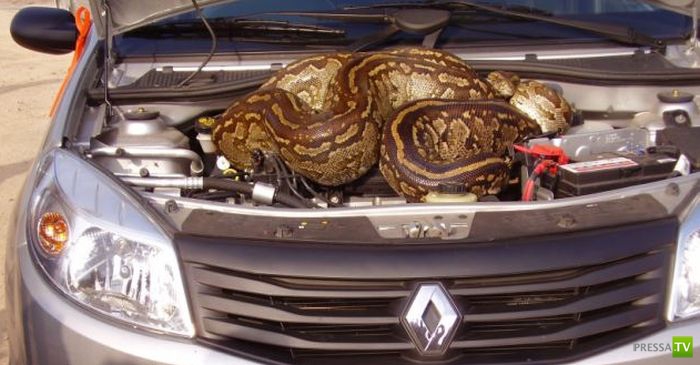 ������ ������� ��� ������� ���� (6 ����)