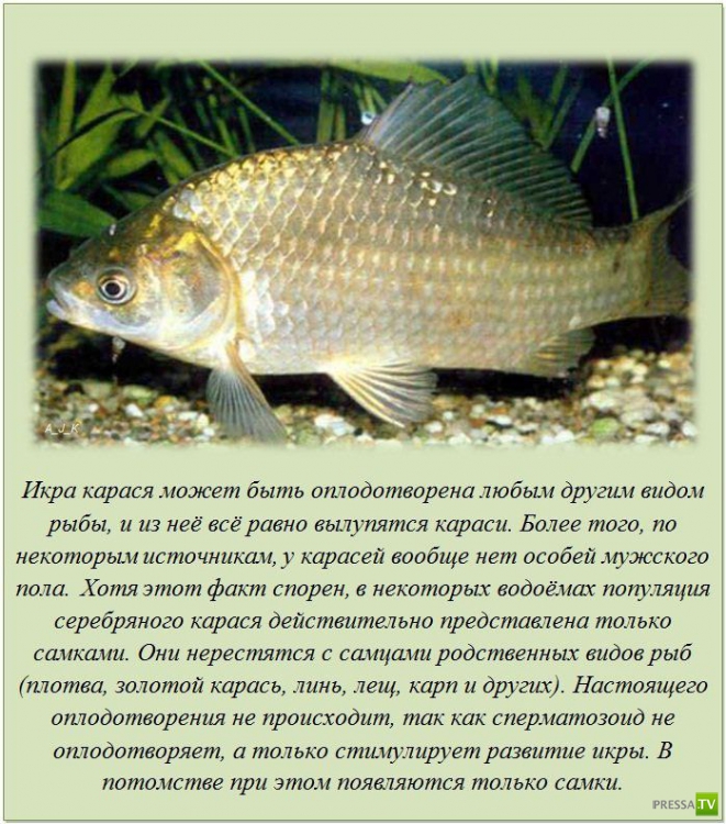 ���������� � �������������� ����� ��� ���� (21 ����)