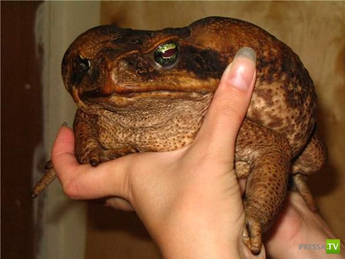     (Bufo marinus) -     (3  + )