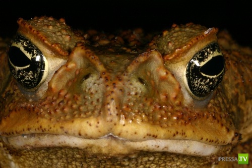 Ага или тростниковая жаба (Bufo marinus) - самая большая в мире (3 фото + видео)