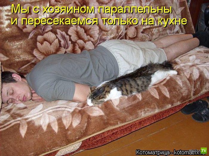 Ноги не дают спать. Спящие коты с надписями. Сонная картинка прикольная. Котики спят смешная надпись.