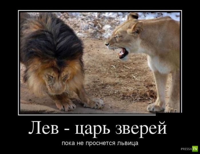 ������������ �� ������� 12 (31 ����)