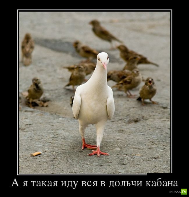 ������������ �� ������� 12 (31 ����)