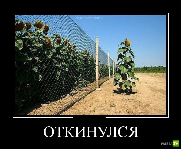 ������������ �� ������� 31 (30 ����)