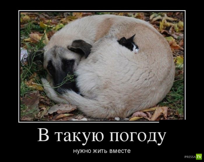 ������������ �� ������� 31 (30 ����)