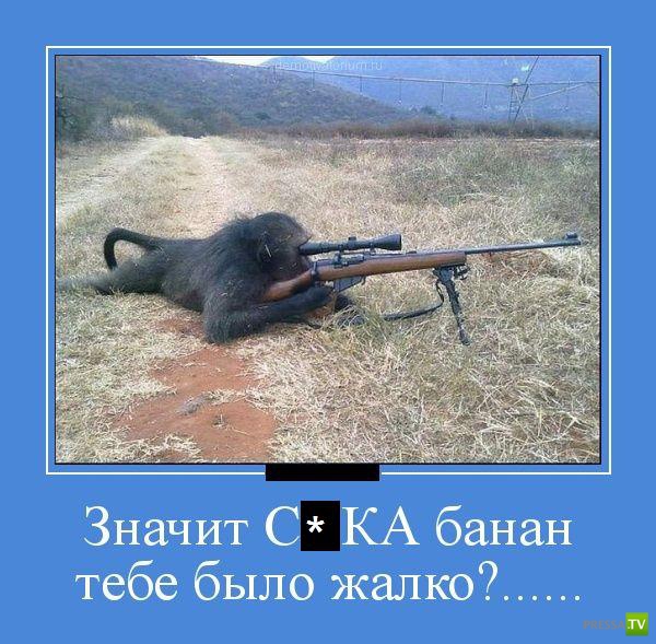 ������������ �� ������� 31 (30 ����)