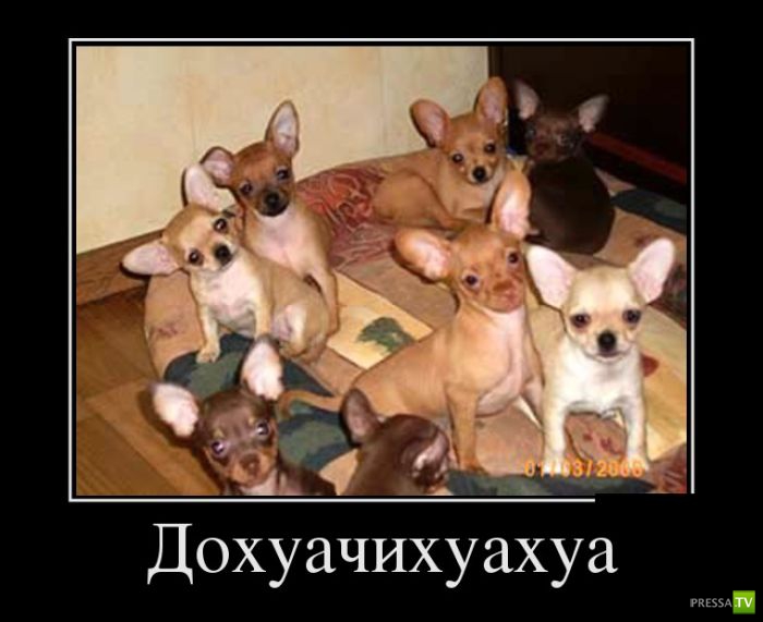 ������������ �� ������ 1 (31 ����)