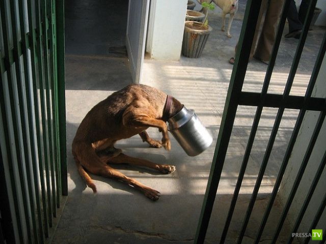 Собака запутались. Собаки при спаривании склеиваются. Собака делает садку. Животные запутываются в сетках. Собака застряла головой в.