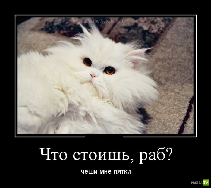 ������������ �� ������ 6 (31 ����)