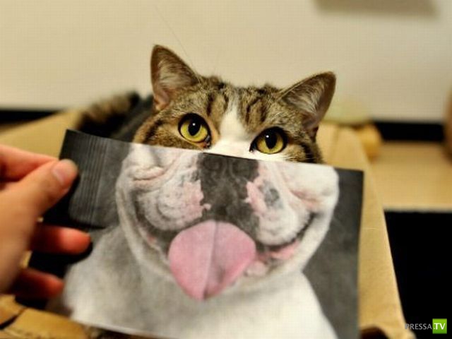 ����� � �������� ��������, ����� 33 (21 ����)
