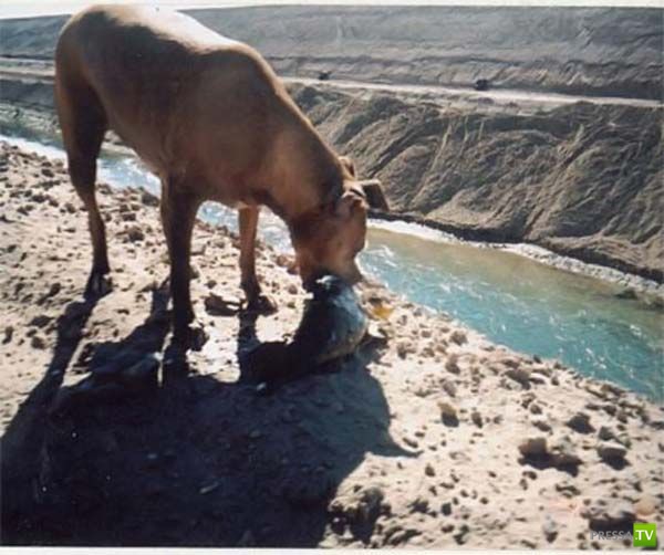 ������-������� (9 ����)