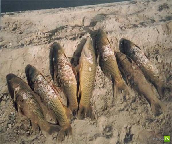 ������-������� (9 ����)