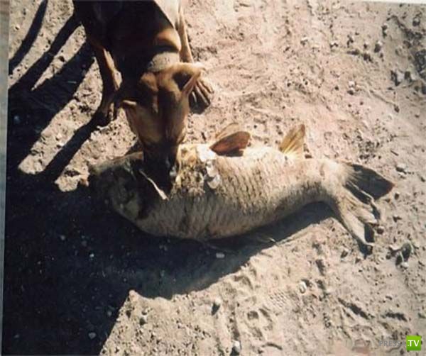 ������-������� (9 ����)