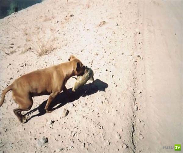 ������-������� (9 ����)