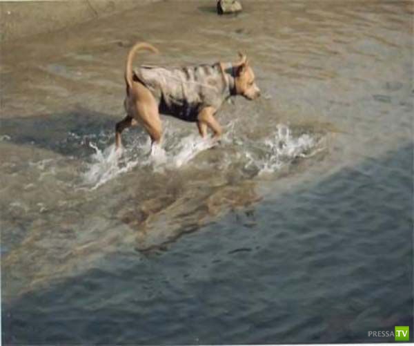 ������-������� (9 ����)