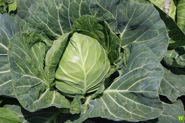 Чем питаться, чтобы сжечь жиры? (20 фото)