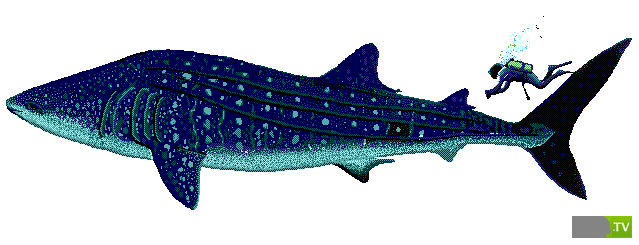 Китовая акула - самая большая рыба в мире (15 фото) Китовая акула - самая большая рыба в мире (15 фото)