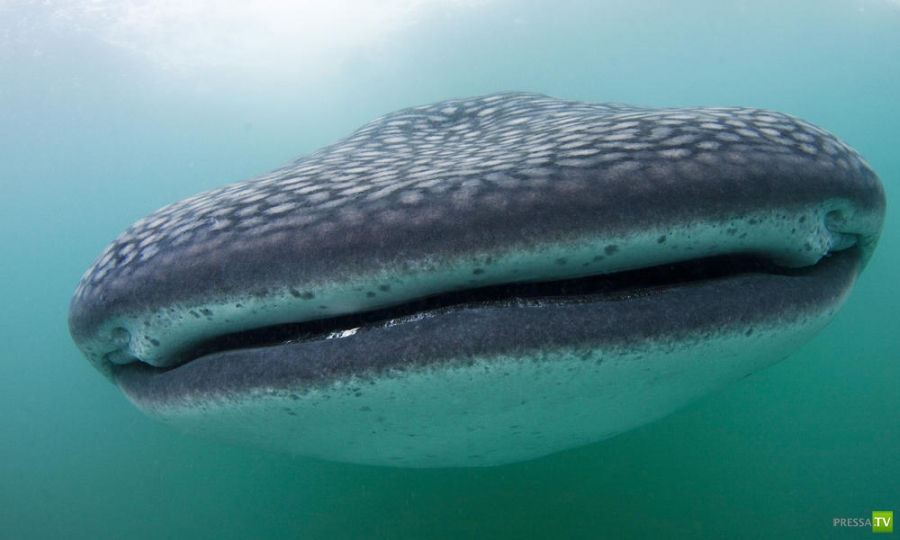 Китовая акула - самая большая рыба в мире (15 фото) Китовая акула - самая большая рыба в мире (15 фото)