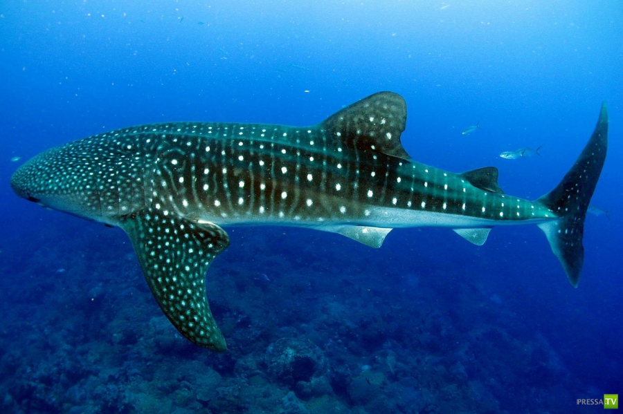 Китовая акула - самая большая рыба в мире (15 фото) Китовая акула - самая большая рыба в мире (15 фото)