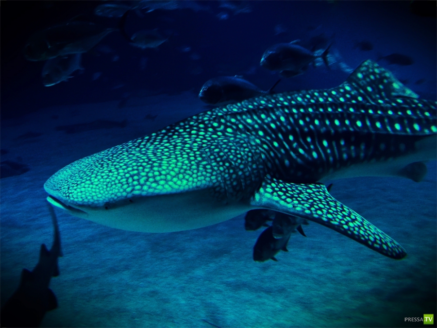 Китовая акула - самая большая рыба в мире (15 фото) Китовая акула - самая большая рыба в мире (15 фото)