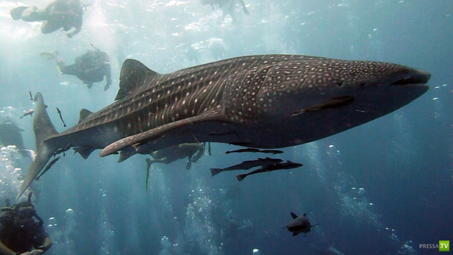 Китовая акула - самая большая рыба в мире (15 фото) Китовая акула - самая большая рыба в мире (15 фото)