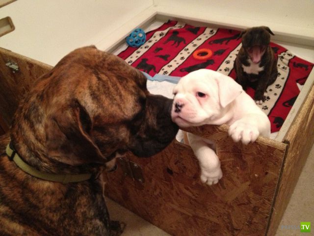 ����� � �������� ��������, ����� 63 (41 ����)